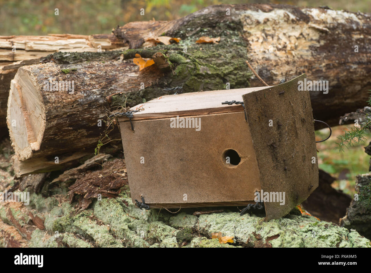 old overturned  nesting box on cut tree Stock Photo