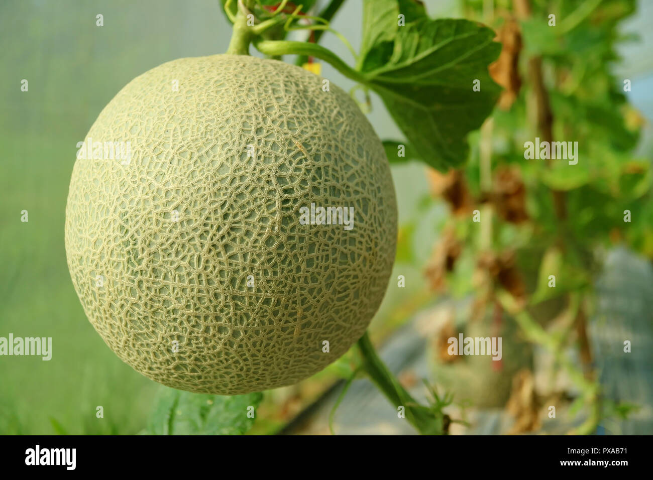 Closed up a Fresh Muskmelon or Cantaloupe Fruit on the Tree