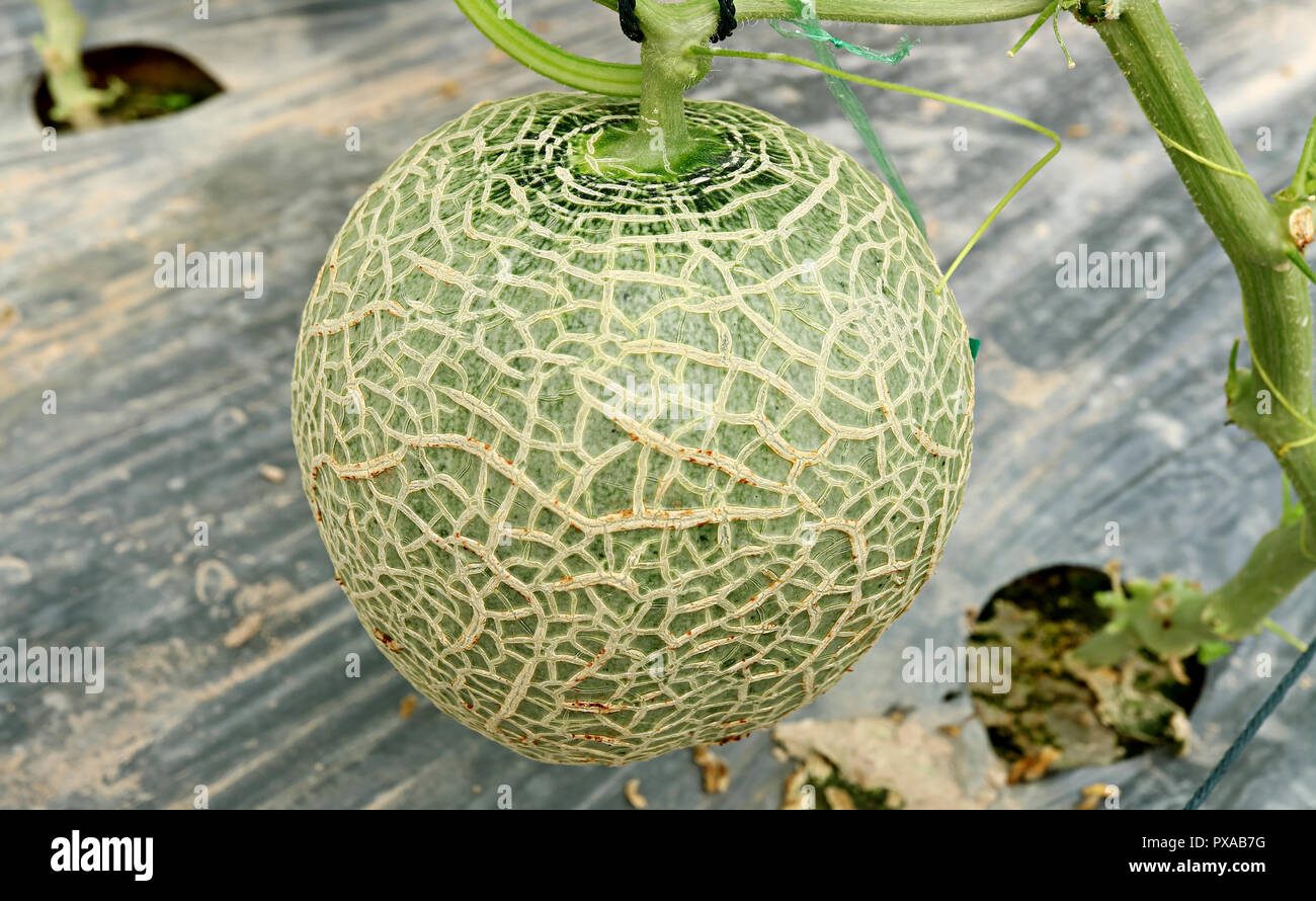 Muskmelon Stock Photos & Muskmelon Stock Images Alamy