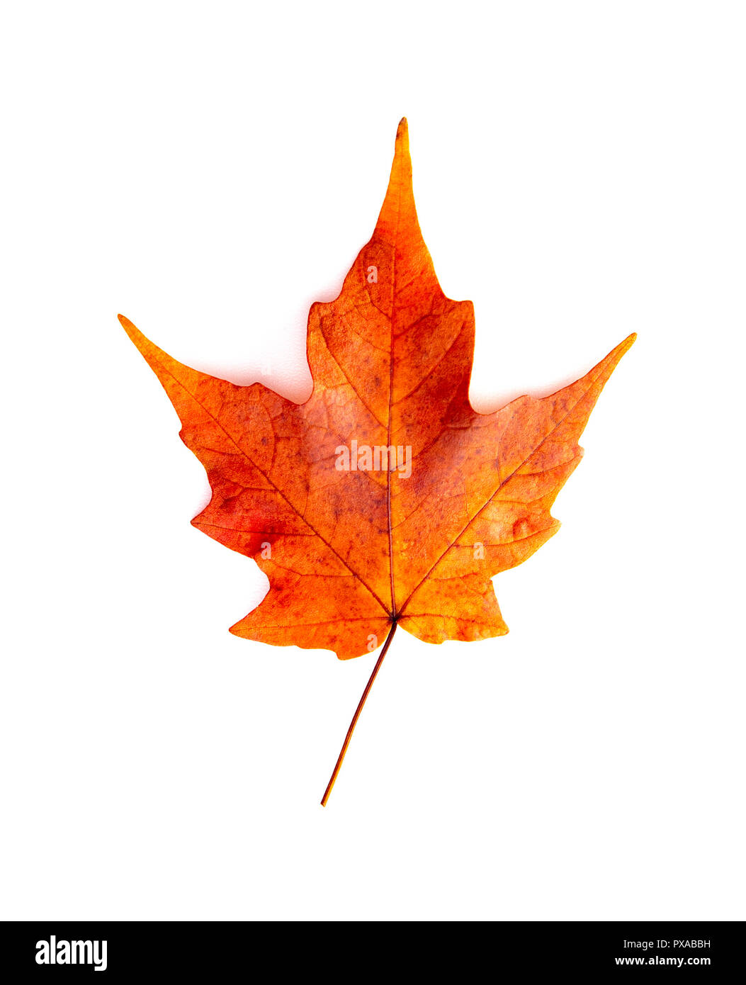 A Read Single Colored Fall Leaf on a White Background Stock Photo - Alamy