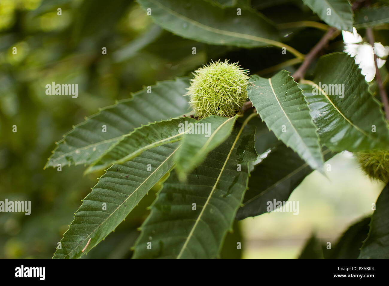 Edible chestnut on the tree, the fruit of the chestnut segu, veggie