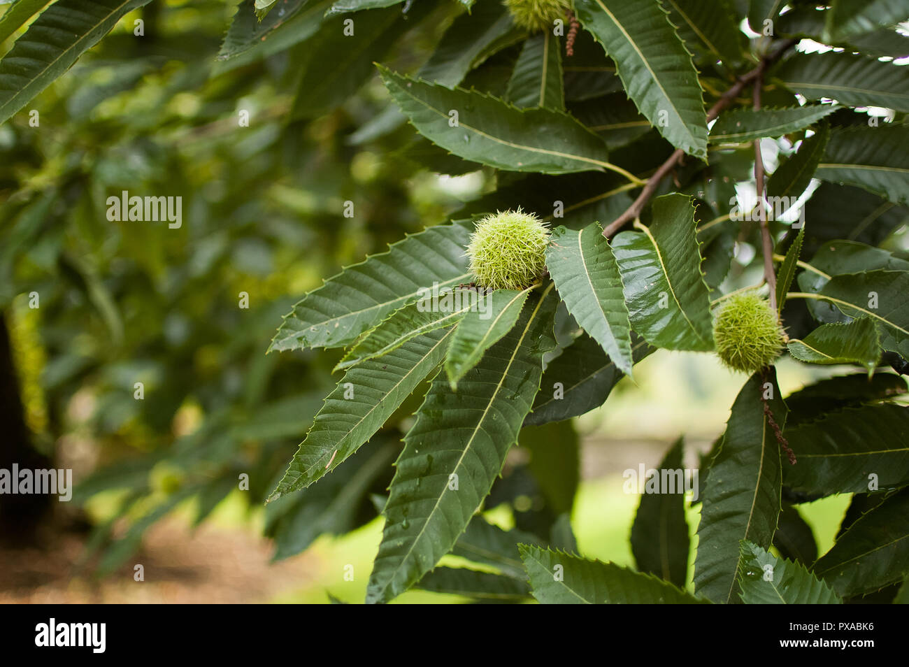 Edible chestnut on the tree, the fruit of the chestnut segu, veggie ...