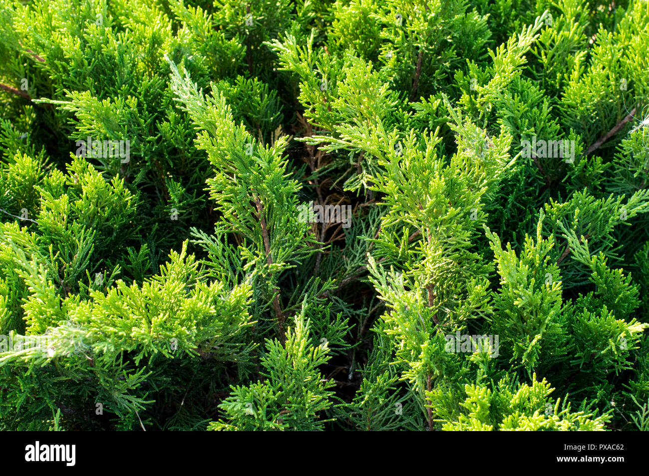 Thuja, Thujia is the genus of the gymnosperm conifers of the family Cypressaceae. Stock Photo