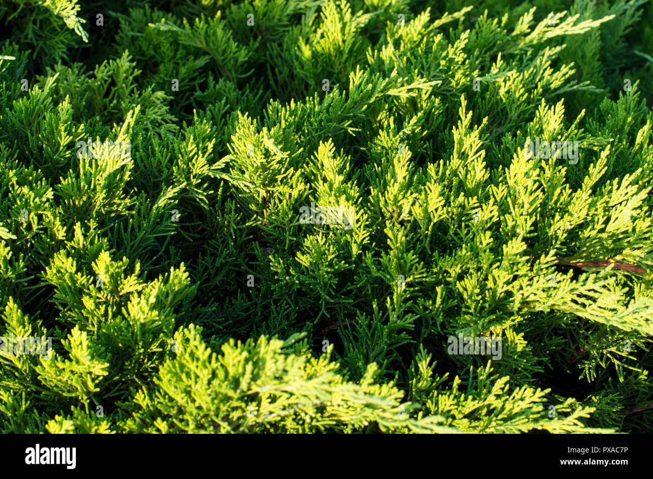 Thuja, Thujia is the genus of the gymnosperm conifers of the family Cypressaceae. Stock Photo