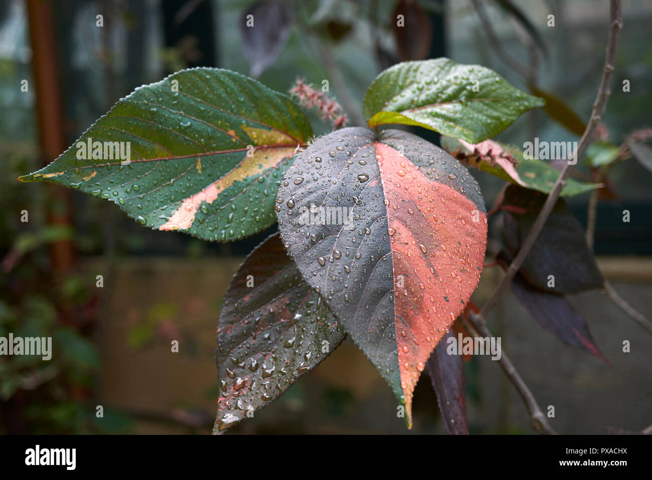 colorful leaves of Acalypha Stock Photo