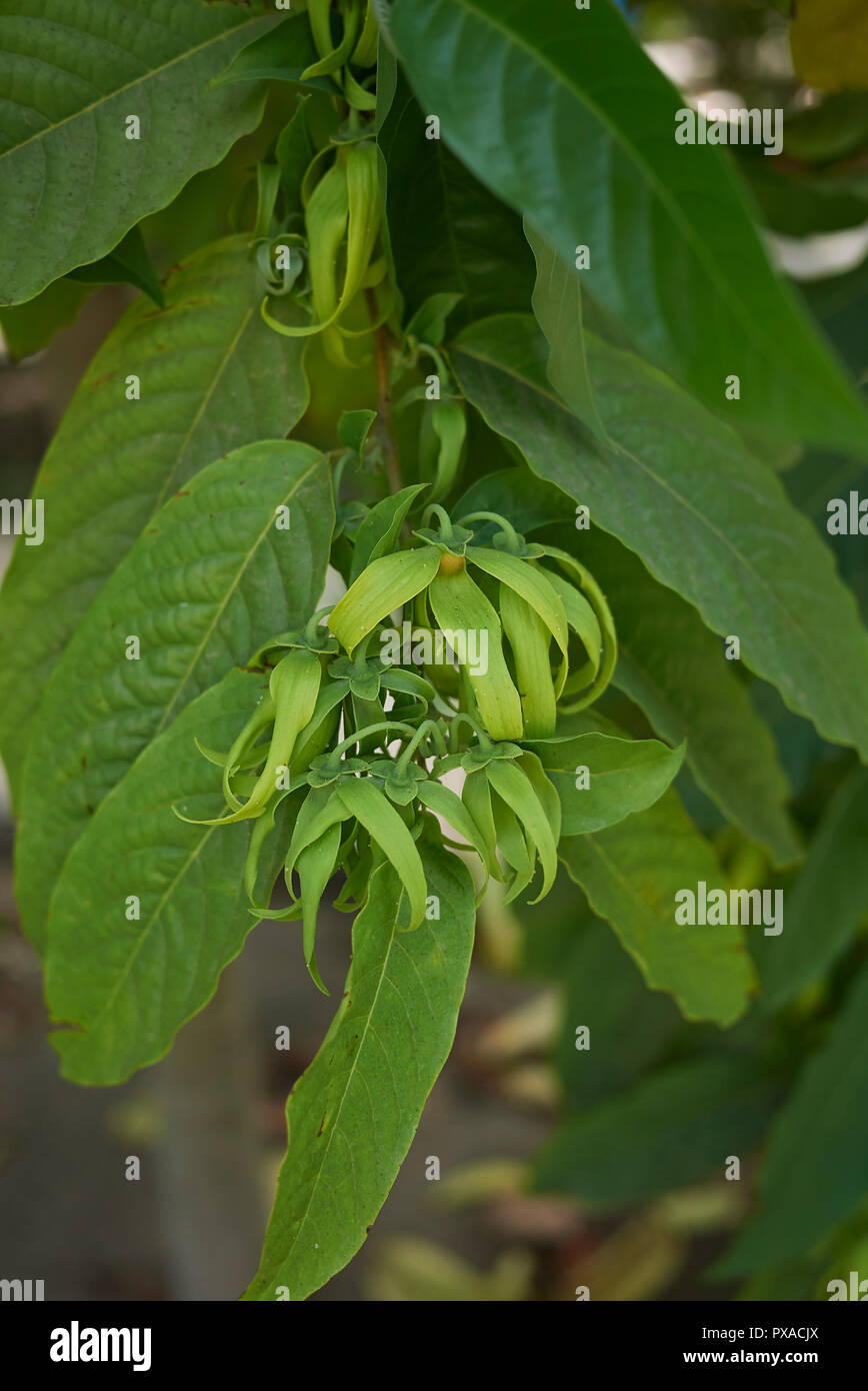 Cananga odorata Stock Photo