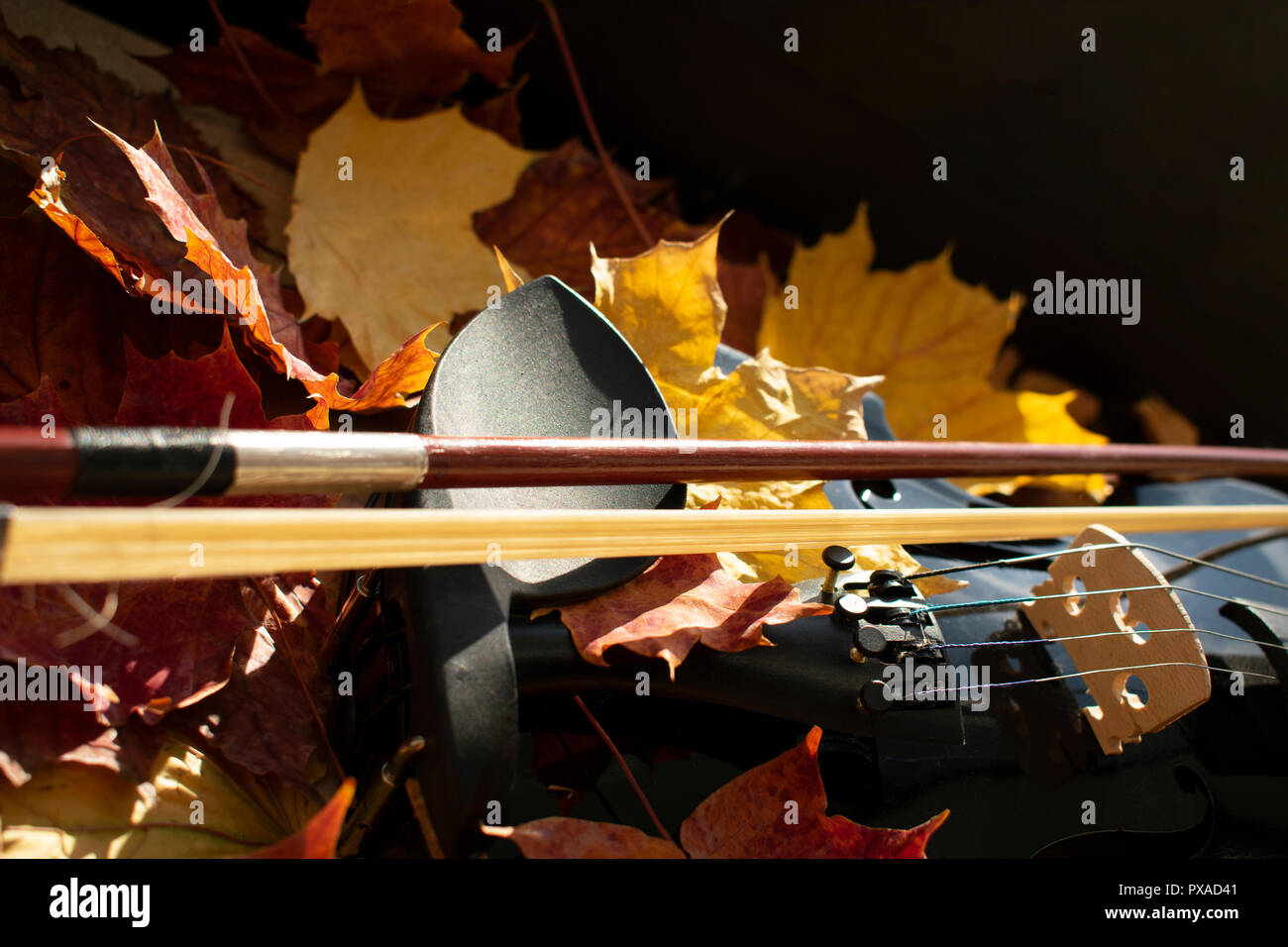 Detail of a black violin in maple leaves Close-up in natural sunlight Stock Photo
