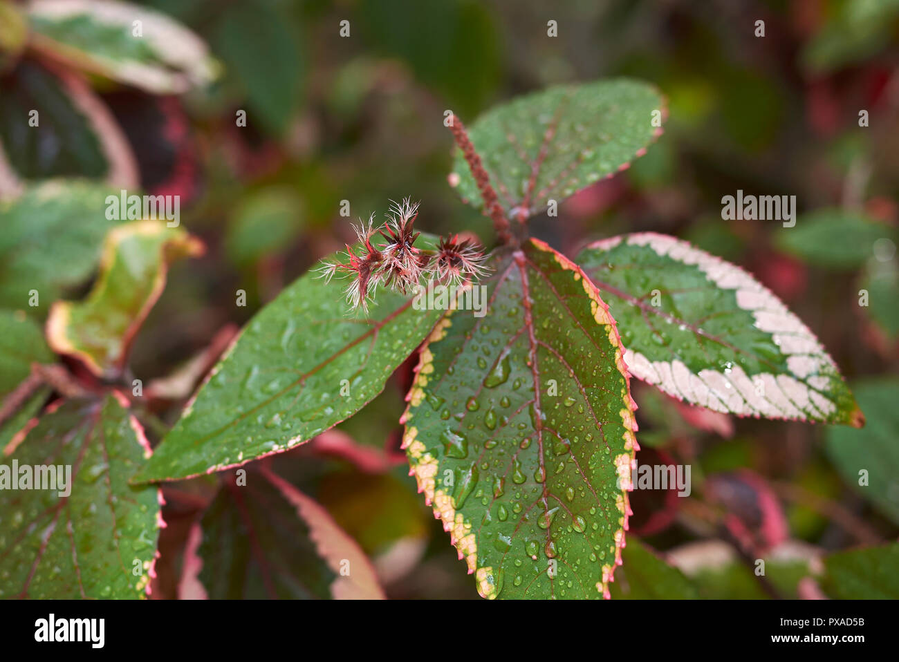 colorful leaves of Acalypha Stock Photo