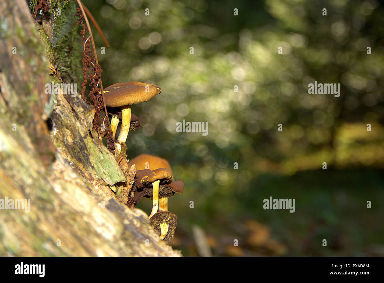 Fungi on tree roots hires stock photography and images Alamy