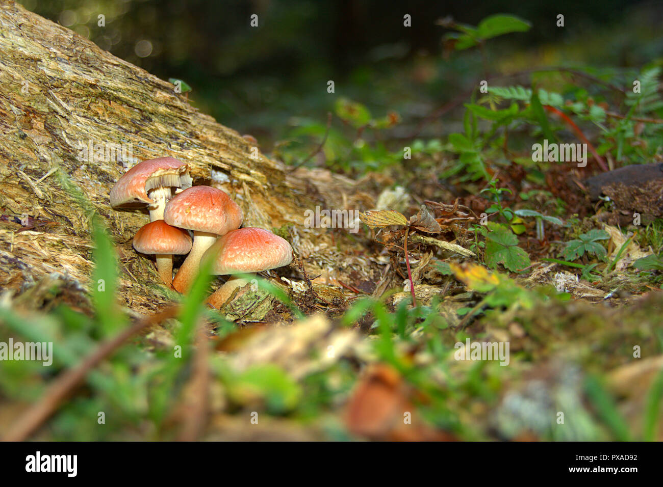 Fungi growing on the old tree Stock Photo