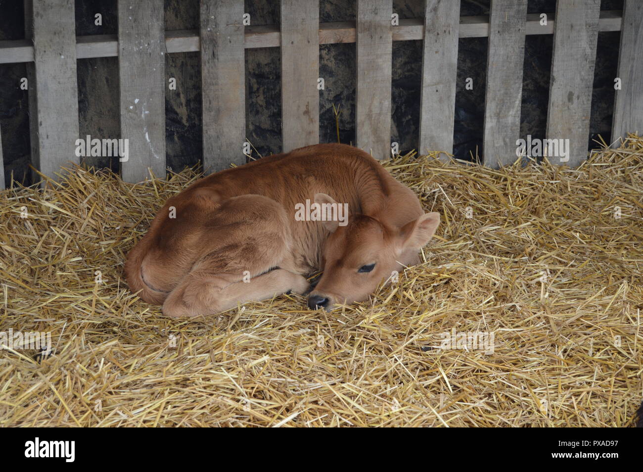 A sleeping cow Stock Photo Alamy