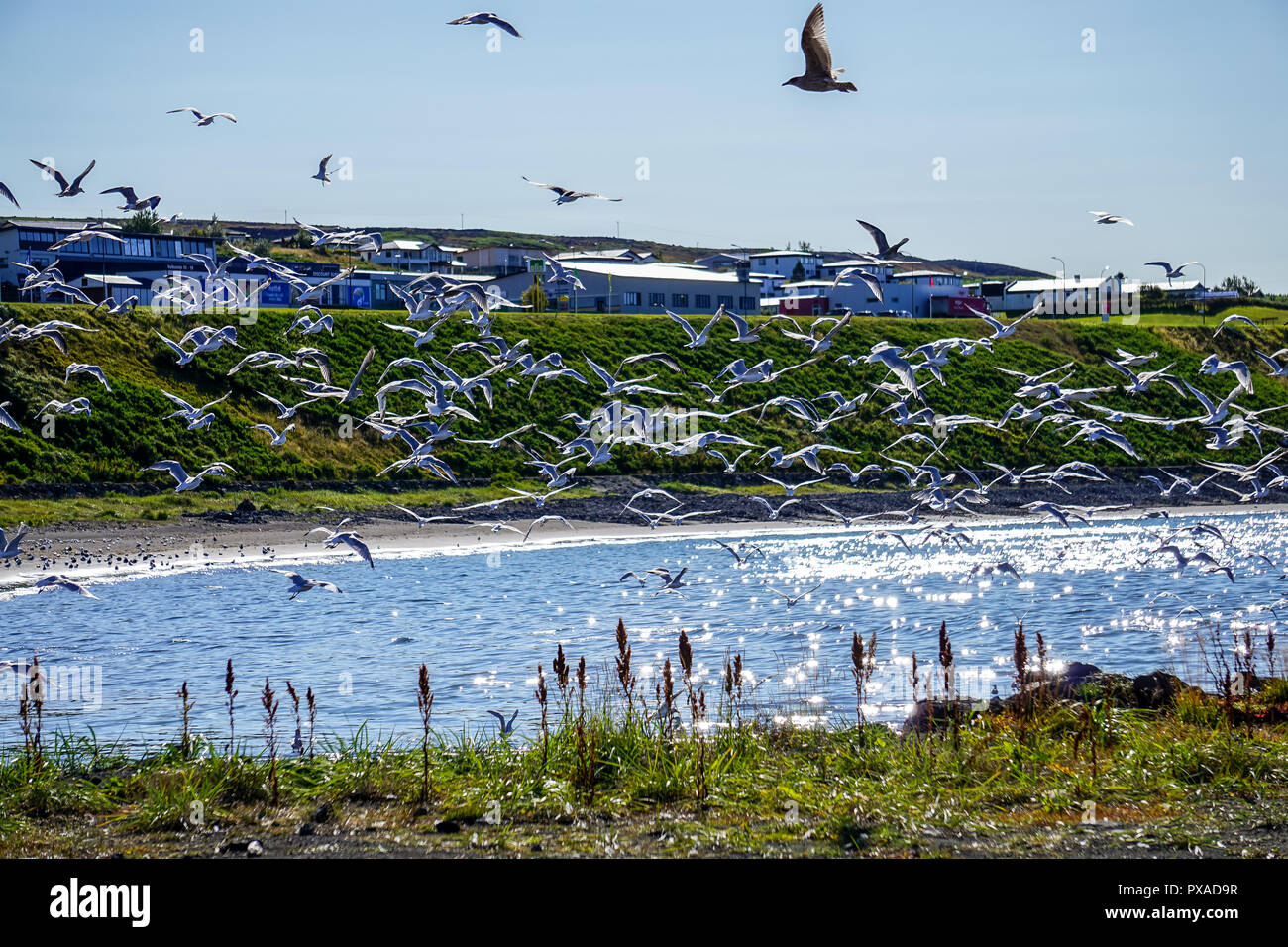 Hungry seagulls fightling for the fish - Husavik Stock Photo