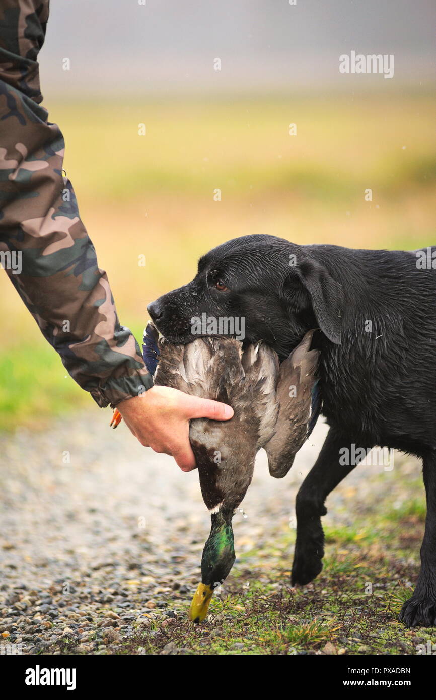 Black Labrador Retriever is delivering dead duck on hunter's hand Stock Photo