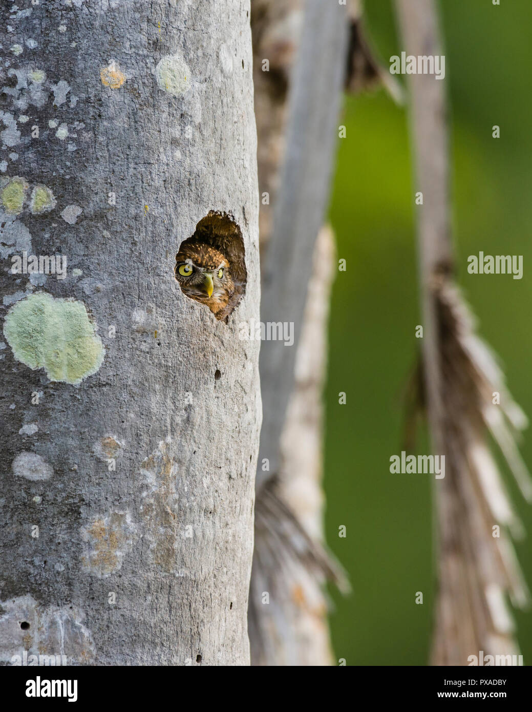 A Cuban Pigmy Owl (Glaucidium siju) peeks out from its nest in a palm. Cuba Stock Photo