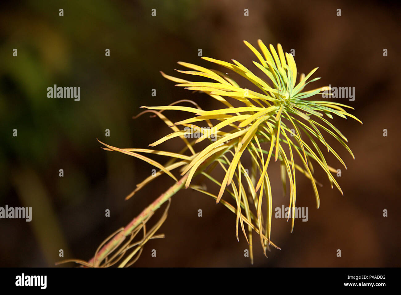 Yellow needle hires stock photography and images Alamy