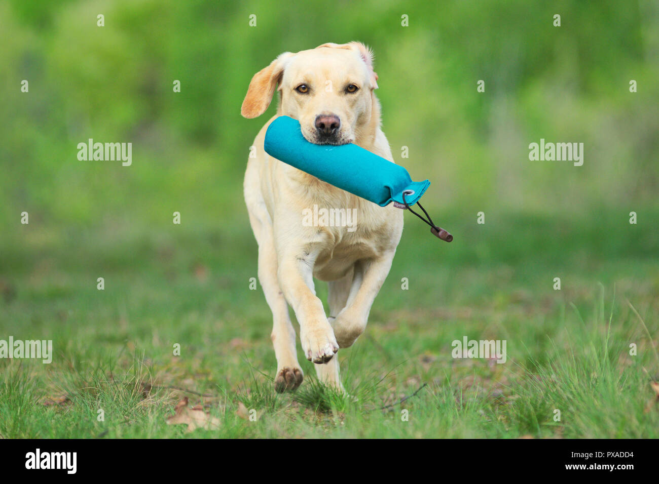 Yellow Labrador Retriever is retrieving dummy during a working test in Italy Stock Photo