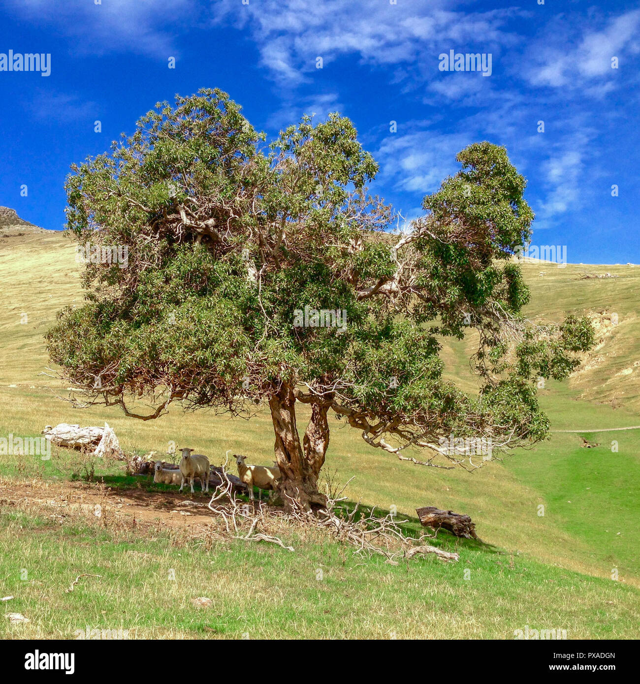 Pigeon Bay on Banks Peninsula, Canterbury, South Island, New Zealand