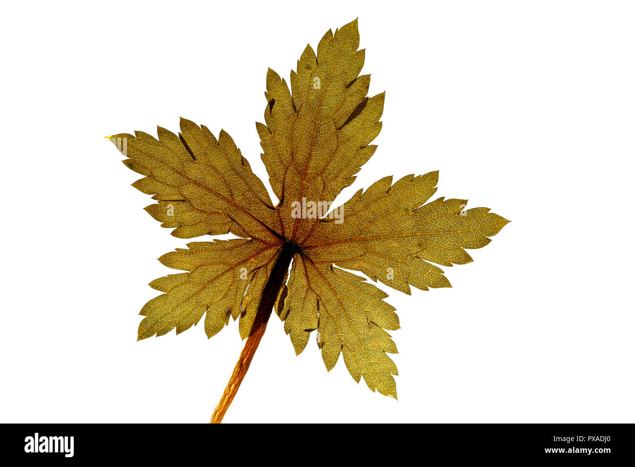 Geranium Leaf on white background Stock Photo