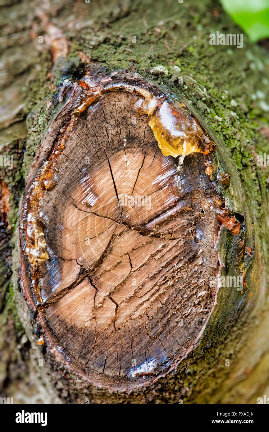 Tree sap oozing from a cherry tree branch cutoff. Stock Photo
