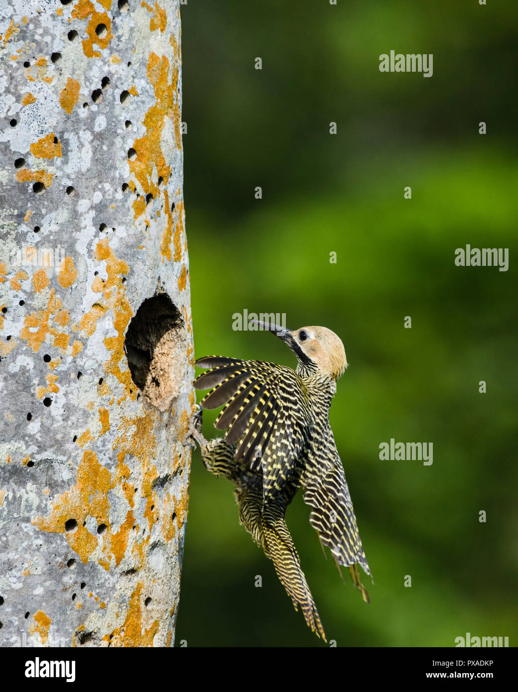 A male Fernandina's Flicker (Colaptes fernandinae) flies to the nest.  The small population of 600–800 birds makes it one of the most endangered speci Stock Photo