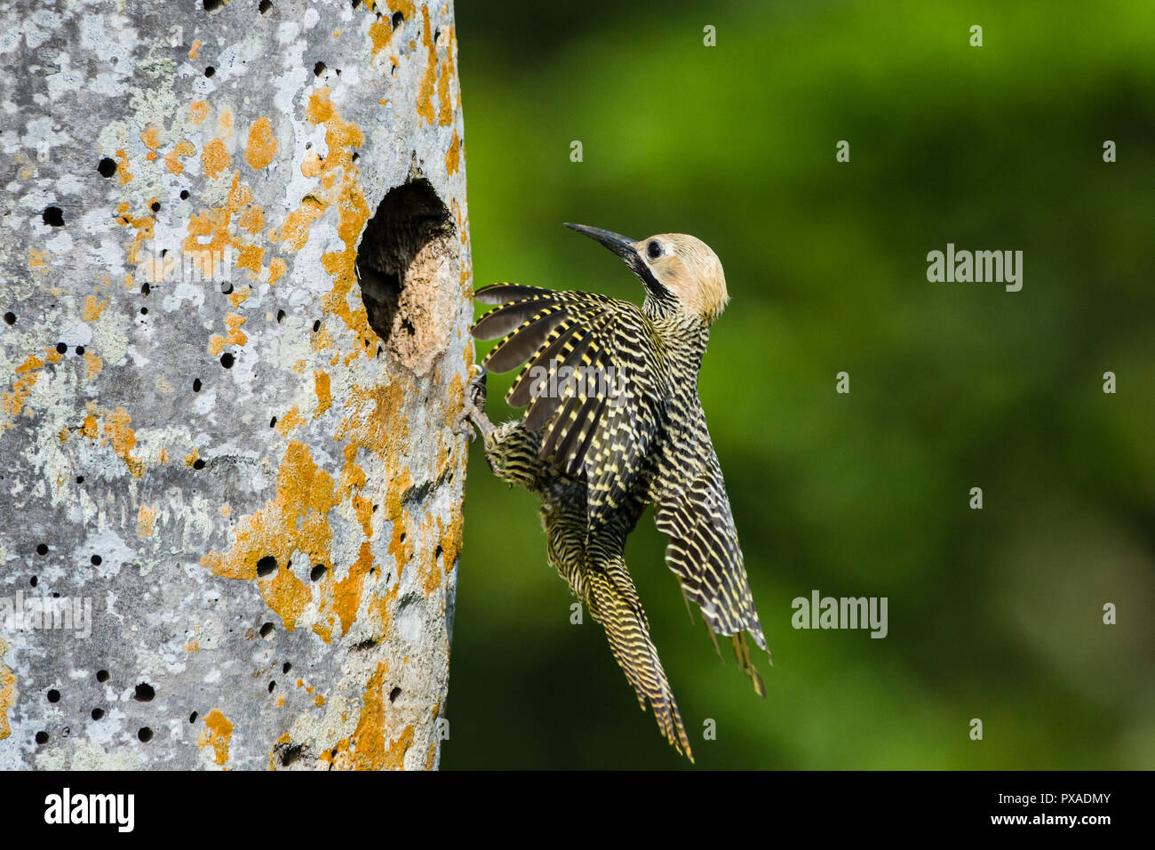 A male Fernandina's Flicker (Colaptes fernandinae) flies to the nest.  The small population of 600–800 birds makes it one of the most endangered speci Stock Photo
