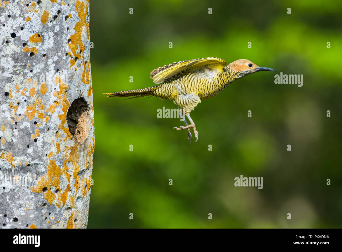 A female Fernandina's Flicker (Colaptes fernandinae) flies from the nest.  The small population of 600–800 birds makes it one of the most endangered s Stock Photo