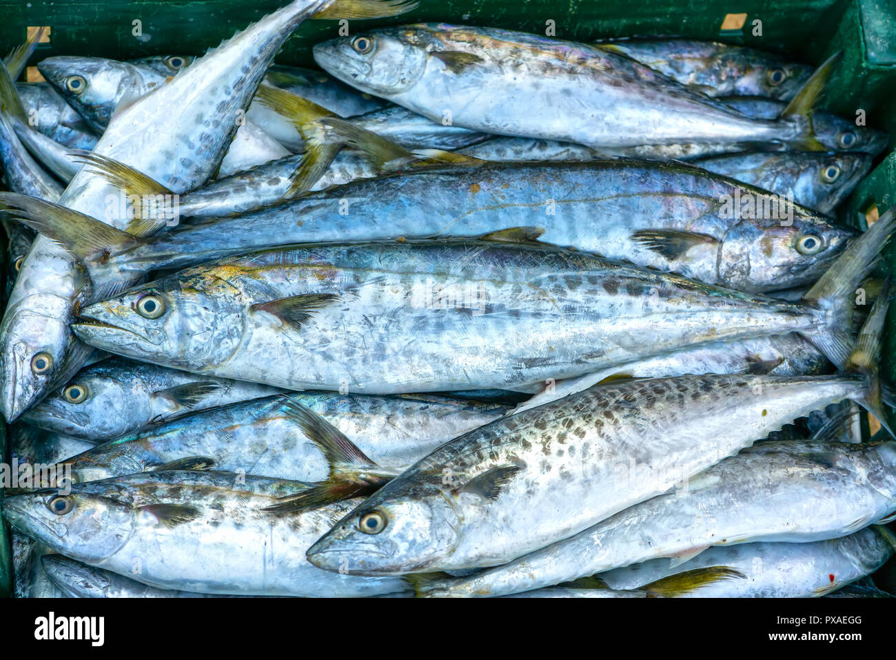 Fresh Spanish mackerel fish caught in the fish market. This fish species live in the waters of the central and south east of Vietnam Stock Photo