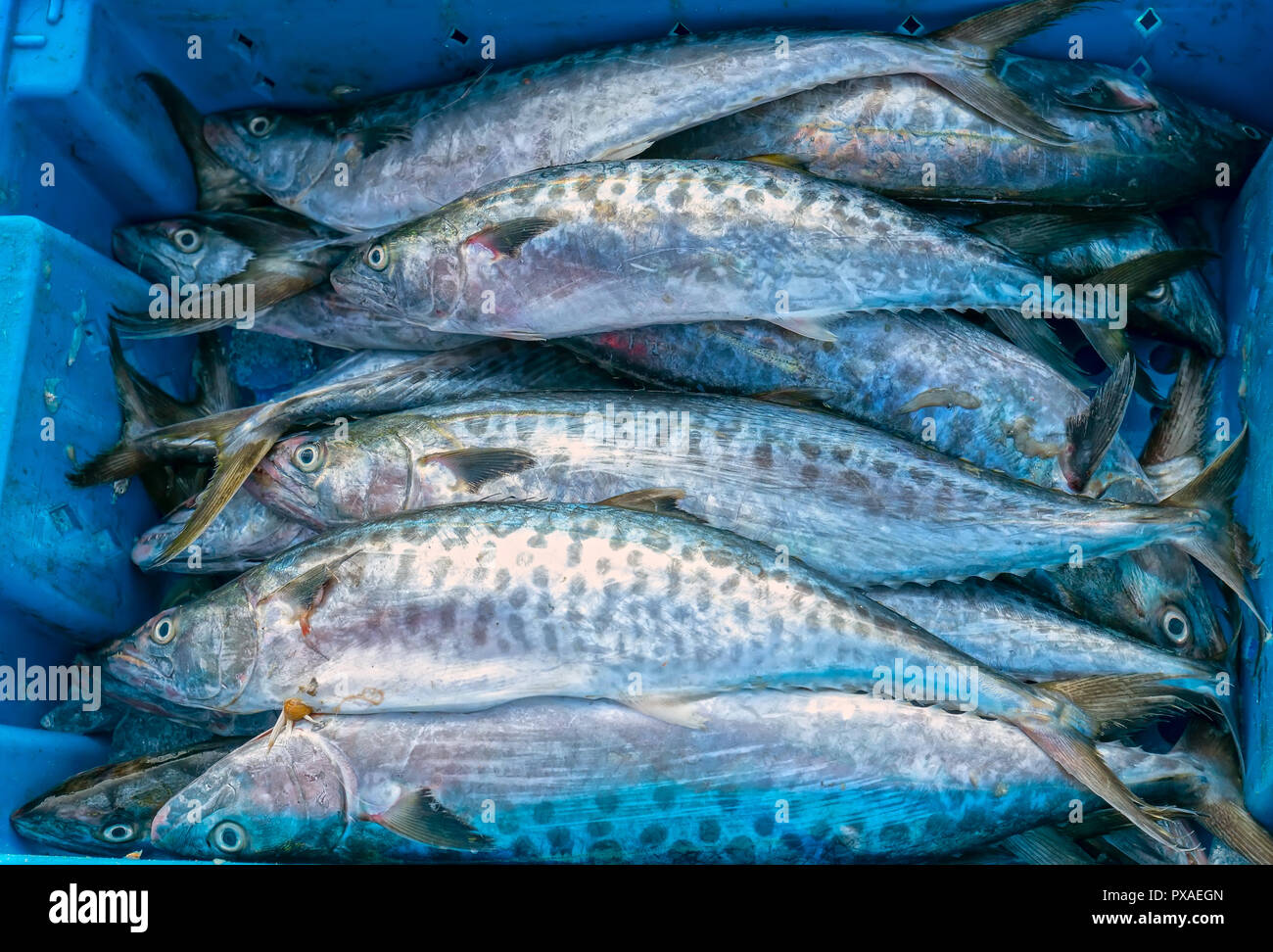 Fresh Spanish mackerel fish caught in the fish market. This fish species live in the waters of the central and south east of Vietnam Stock Photo