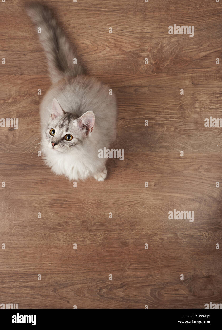 Young gray cat sit on floor above top view Stock Photo