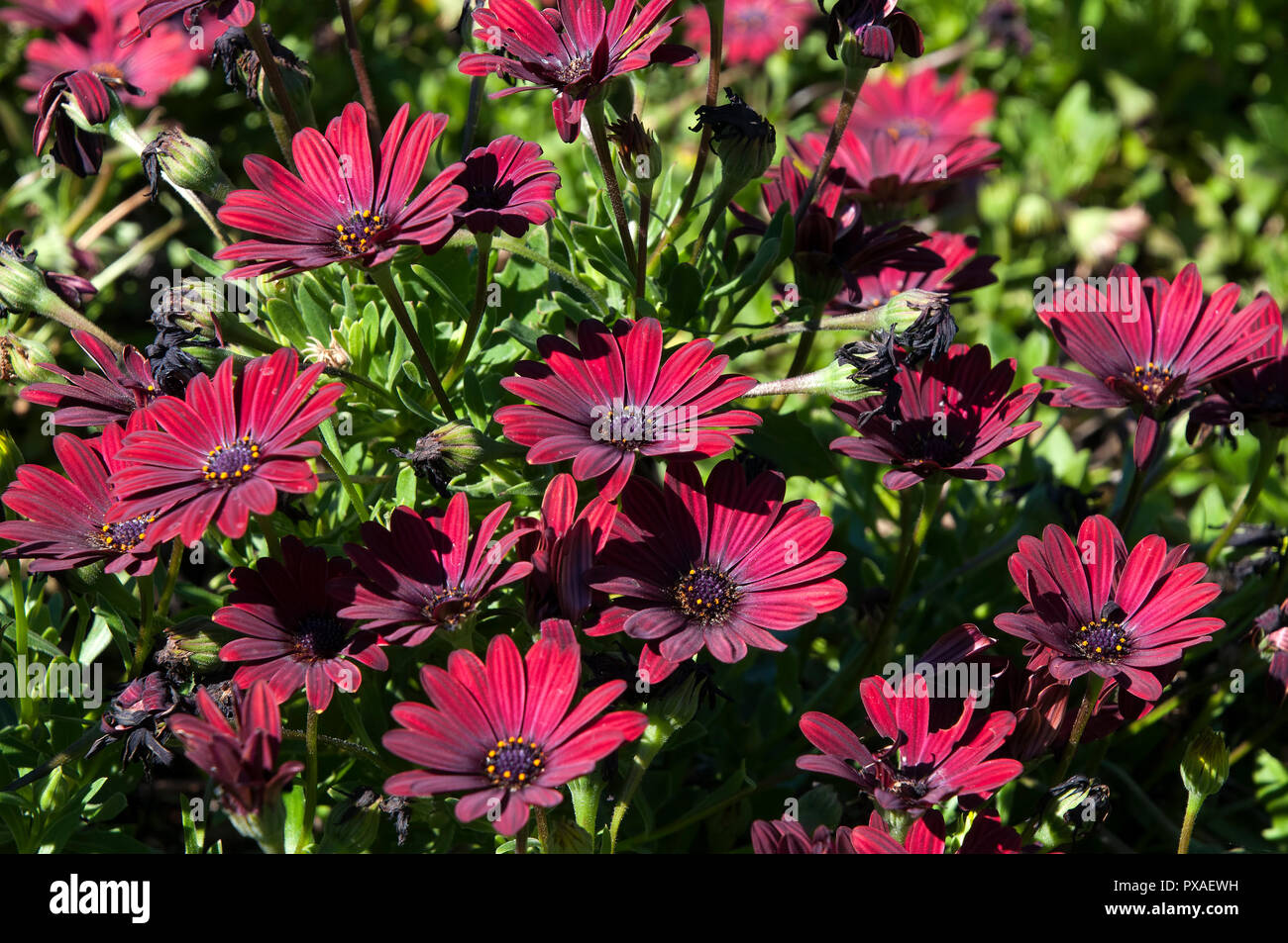 Osteospermum red hires stock photography and images Alamy