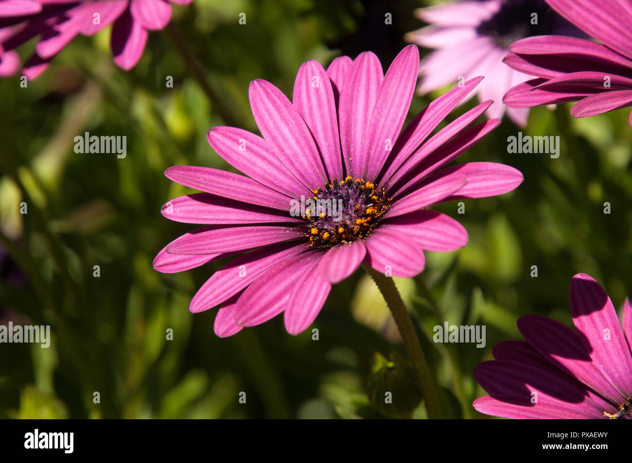 Sydney Australia, bright pink african daisy flower Stock Photo Alamy