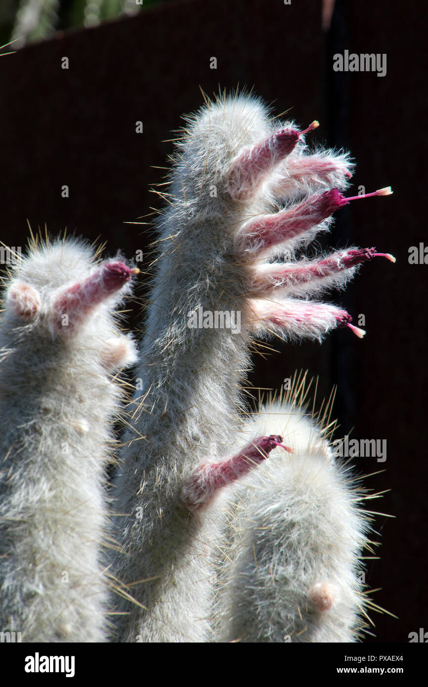 Sydney Australia, silver torch cactus with flowers Stock Photo