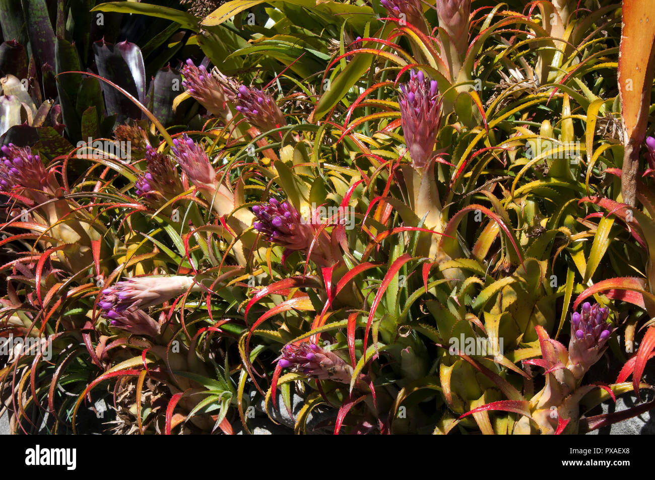 Sydney Australia, flowering bromeliad plants Stock Photo