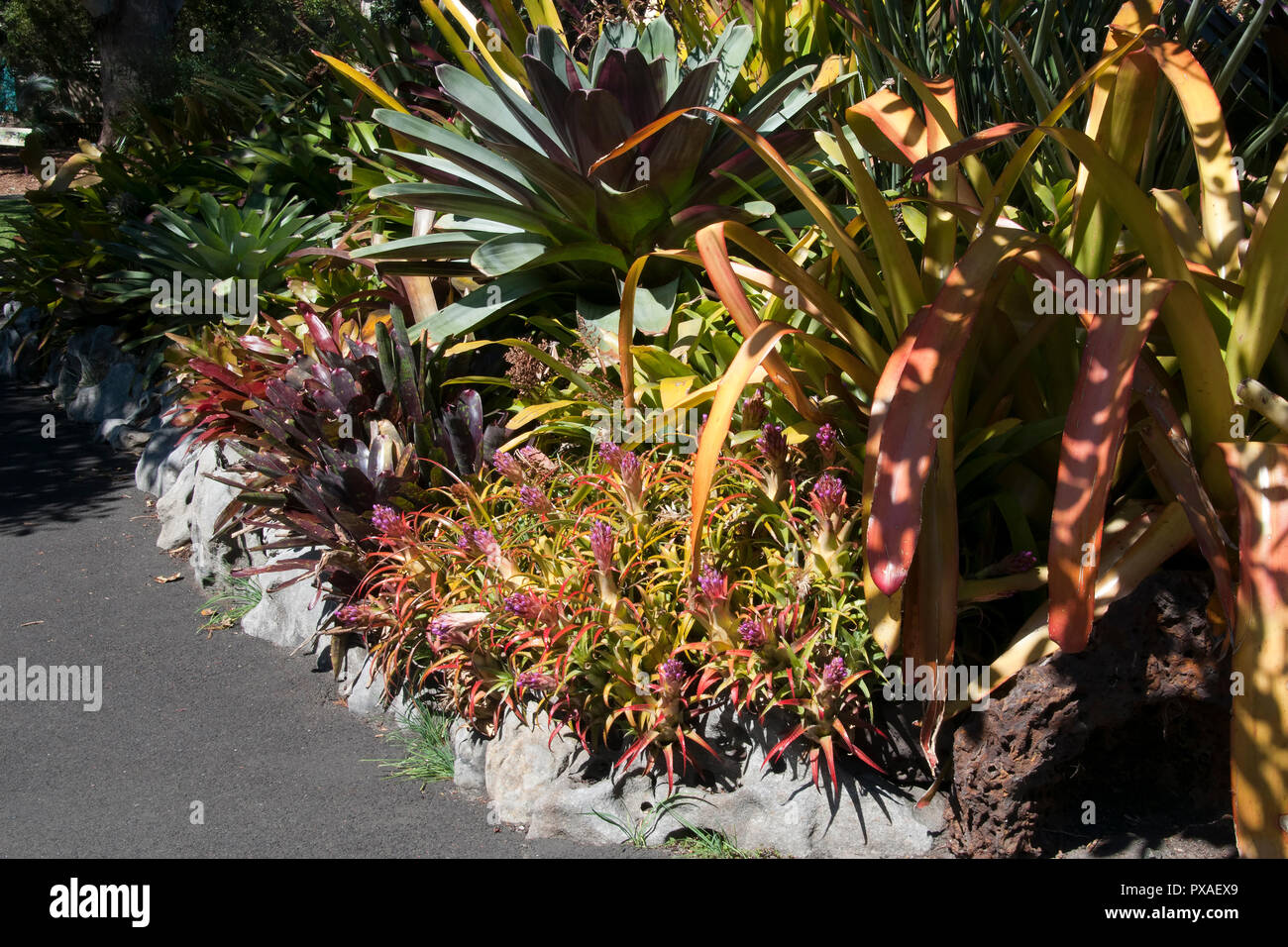 Sydney Australia,  garden of bromeliad plants Stock Photo