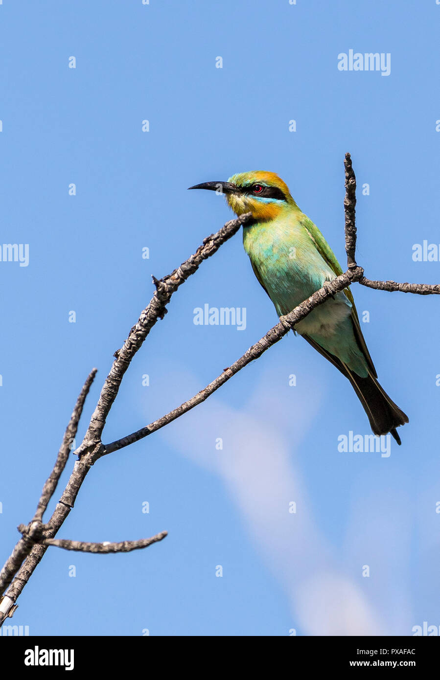 Rainbow Bee Eater In A Dead Tree Along King George River Western