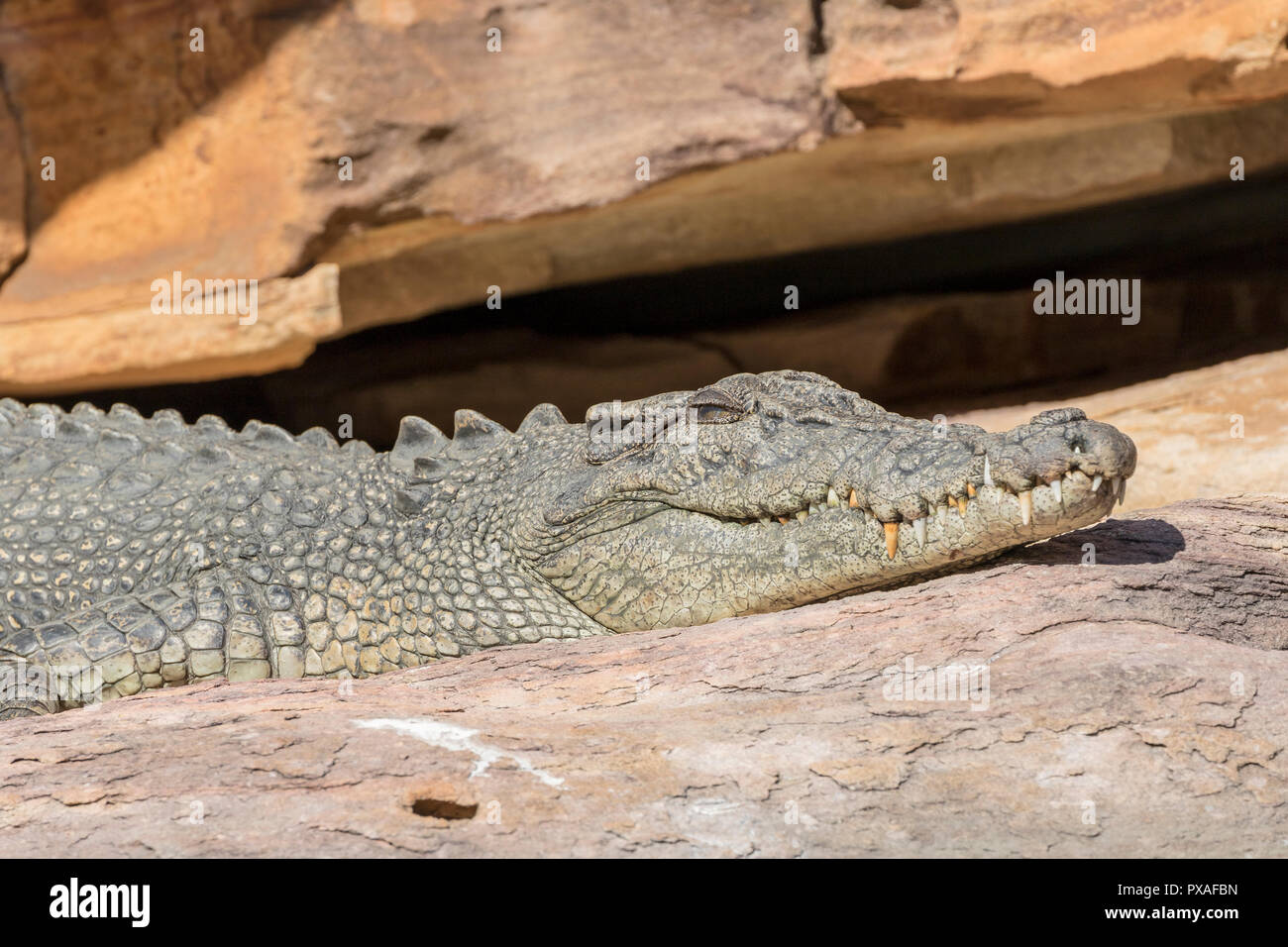 Large saltwater crocodile sunbaking on the banks of the King George River, near King George Falls, Kimberley, Western Australia Stock Photo