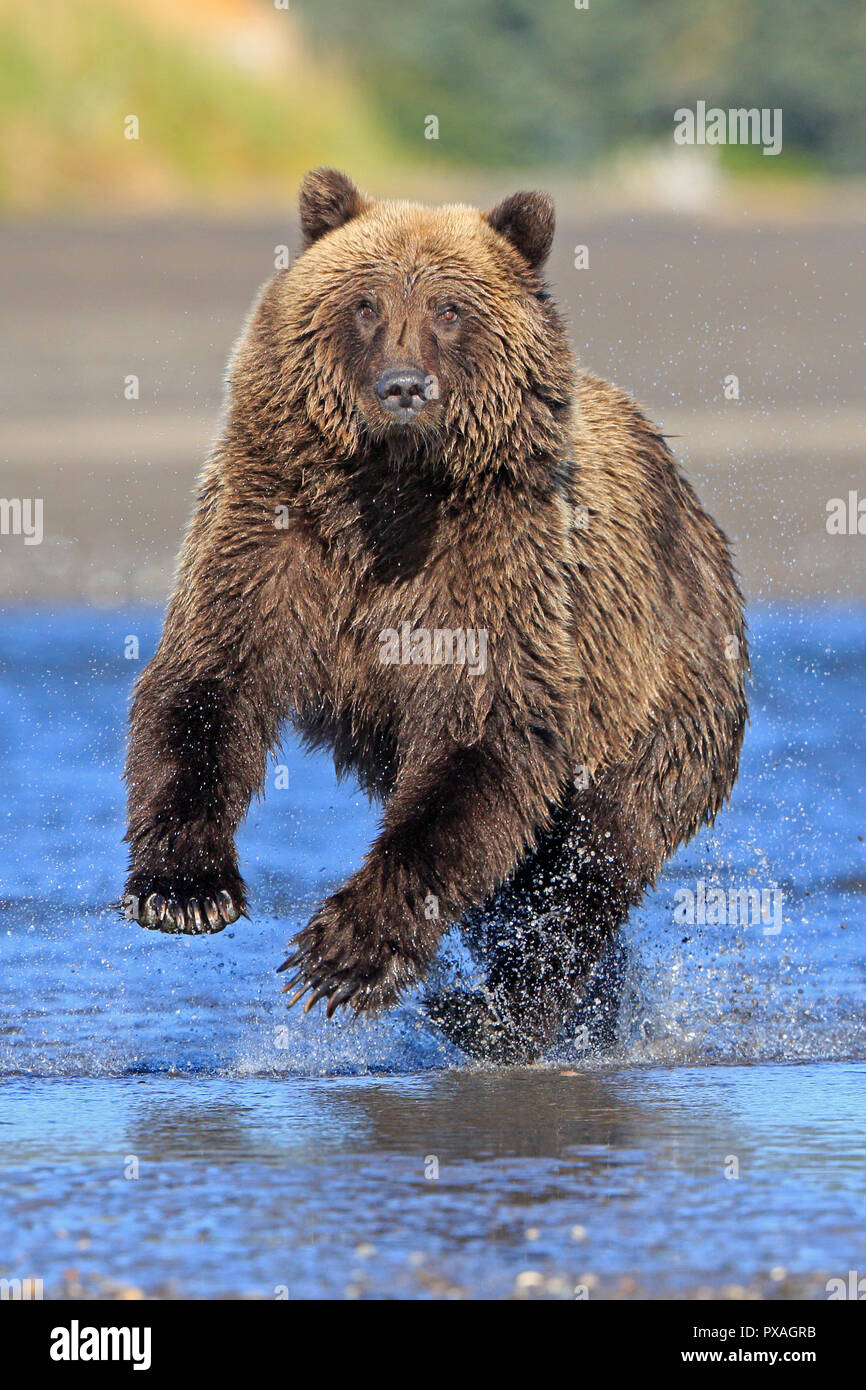 Brown Bear running through a river at Silver Salmon Lodge Lake Clark National Park Alaska USA Stock Photo