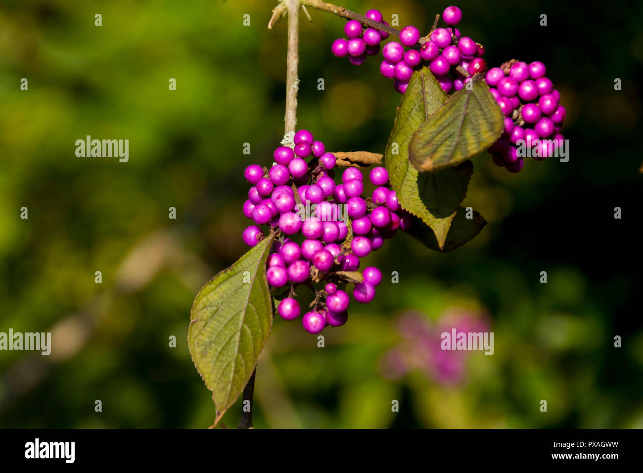 Garden Shrub With Purple Berries High Resolution Stock Photography And Images Alamy