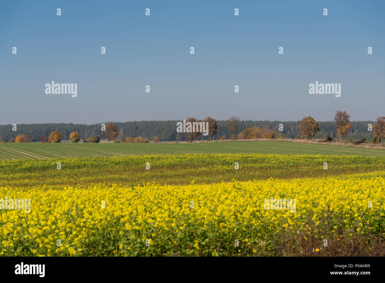 Landscape, end of the world, autumn, blooming buckwheat, farmland, view, autumn colors, yellow, green, gold Stock Photo