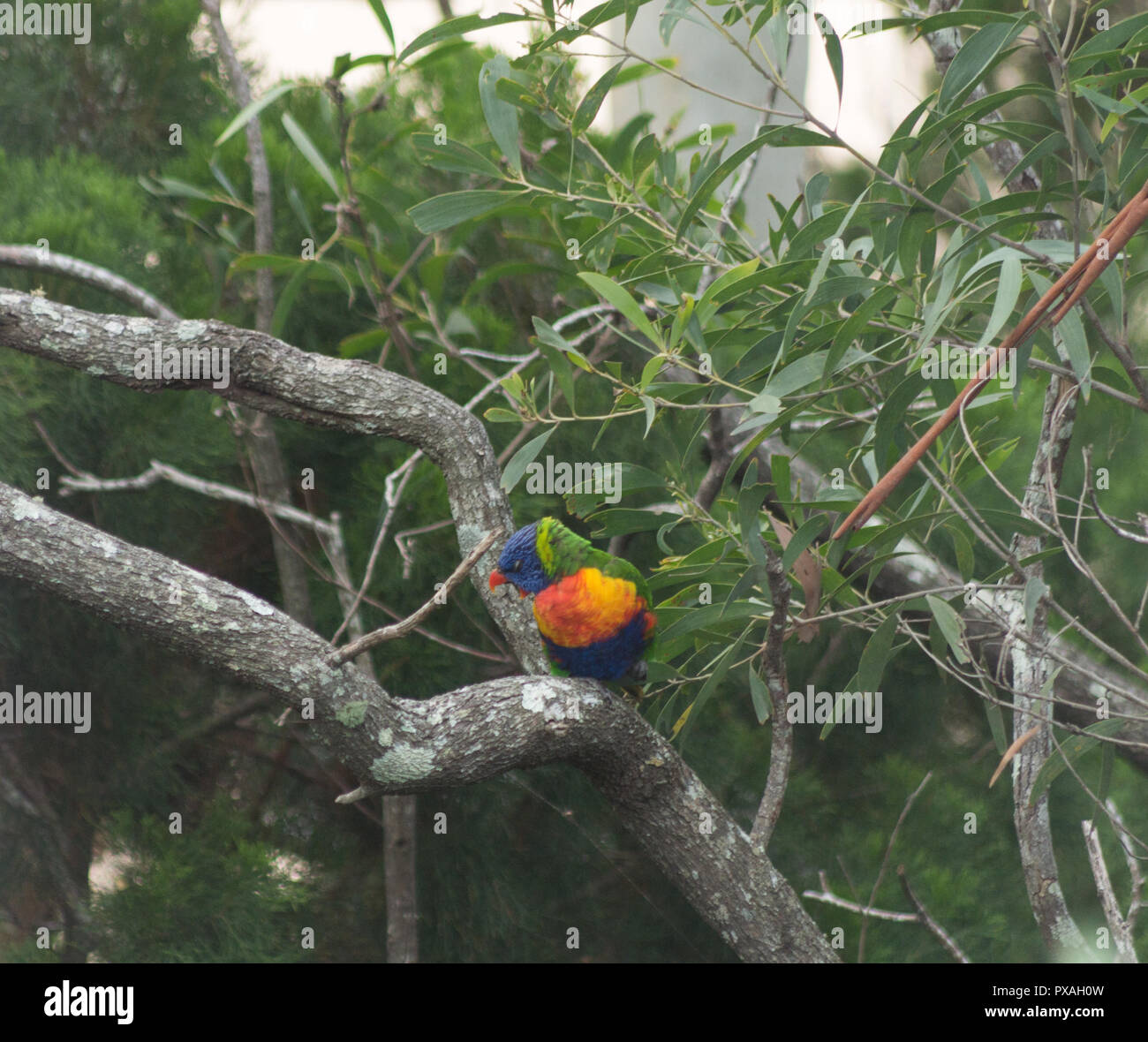 Parrot yawning hires stock photography and images Alamy
