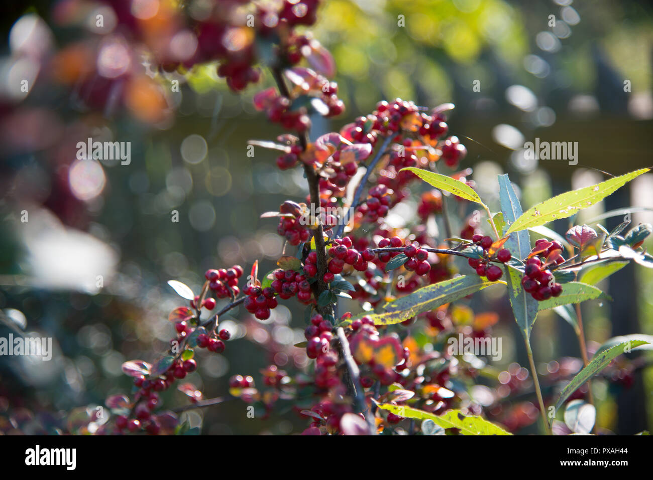 Decorative shrub with fruit for birds, ripe red fruits, autumn, sunny day, peaks, leaves, autumn colors, red, yellow, gold, green, orange, Cotoneaster Stock Photo