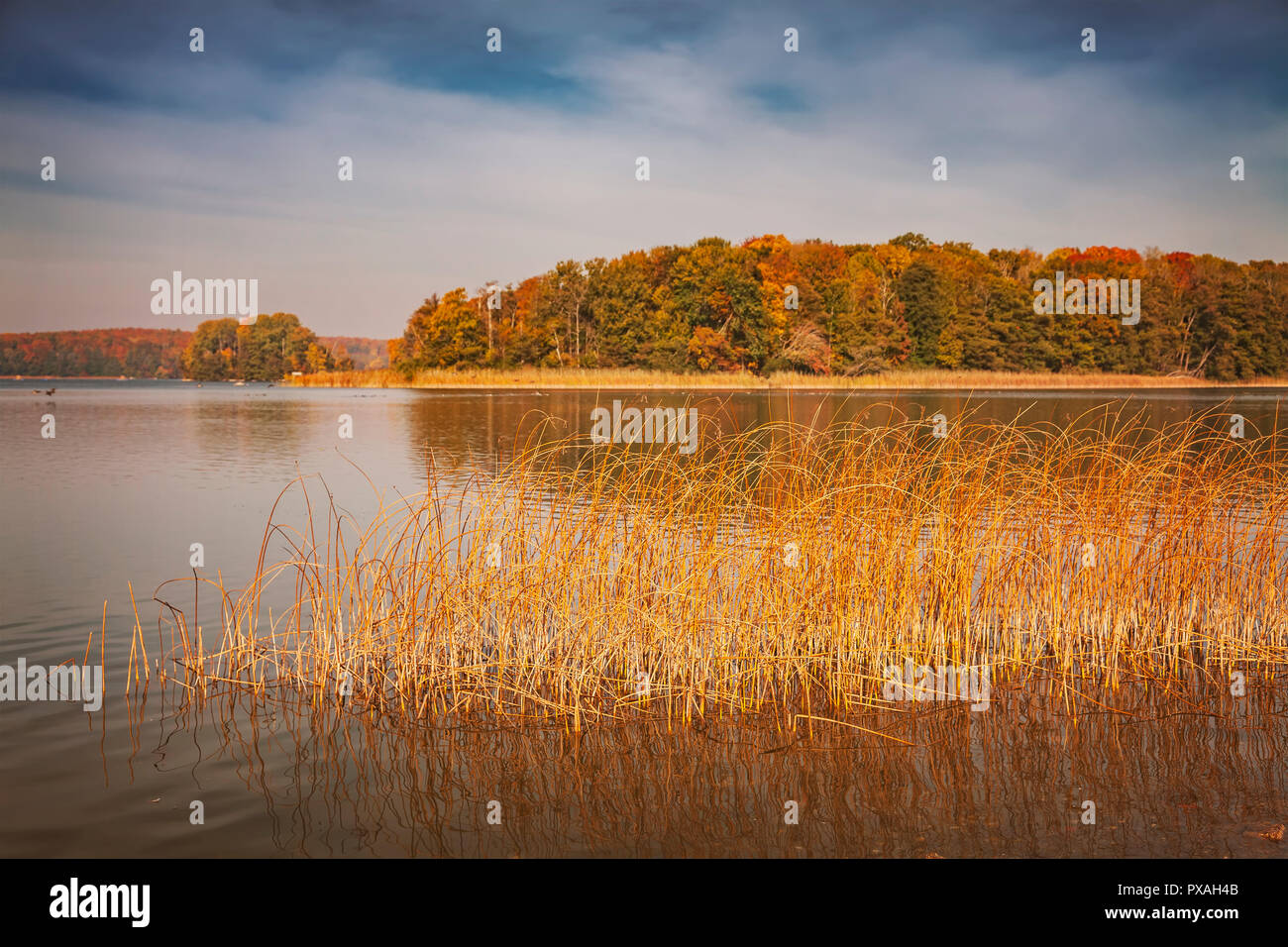 Golden reed hi-res stock photography and images - Alamy