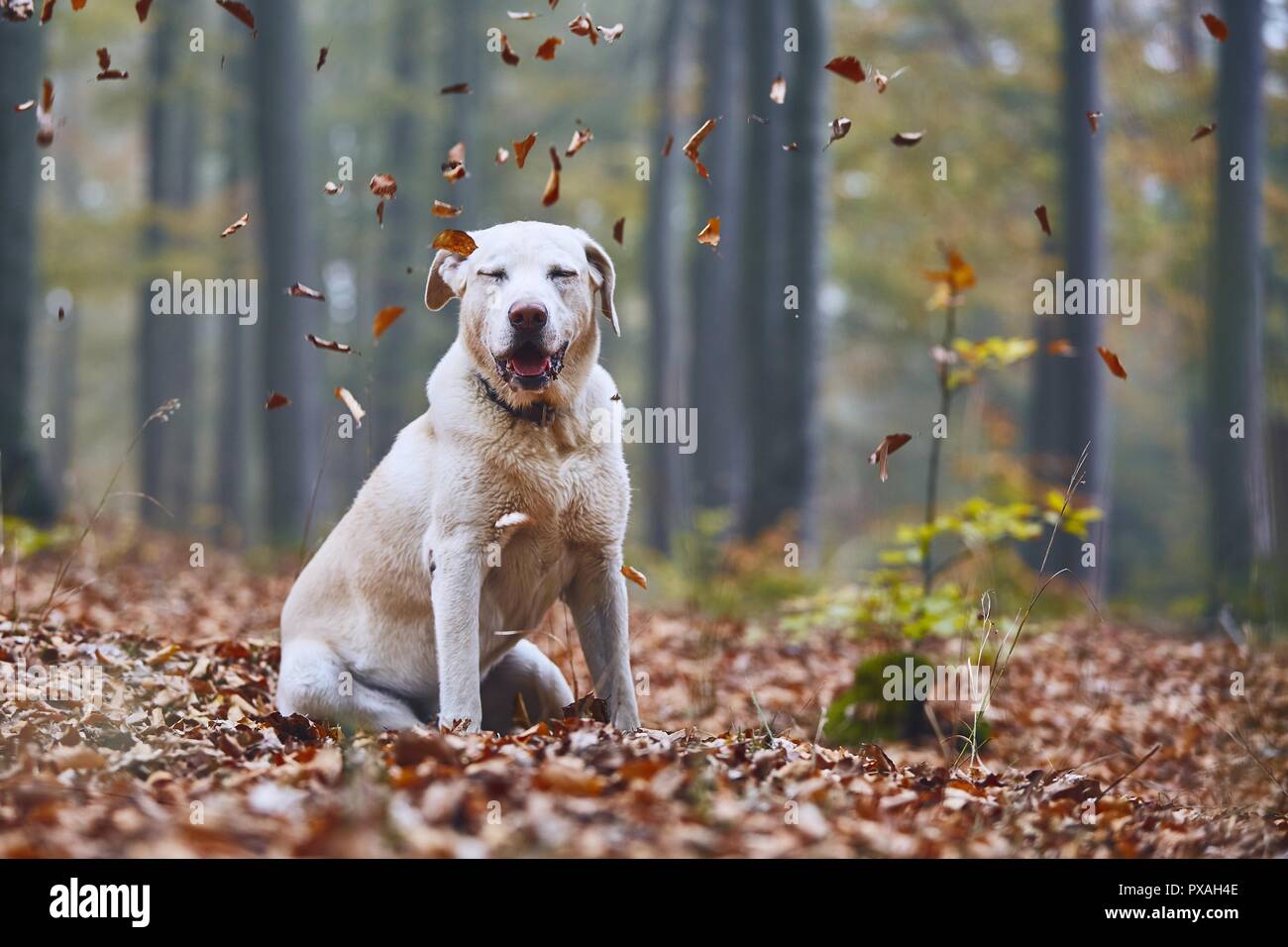 Dog in autumn. Happy labrador retriever sitting in forest and enjoying falling leaves. Stock Photo