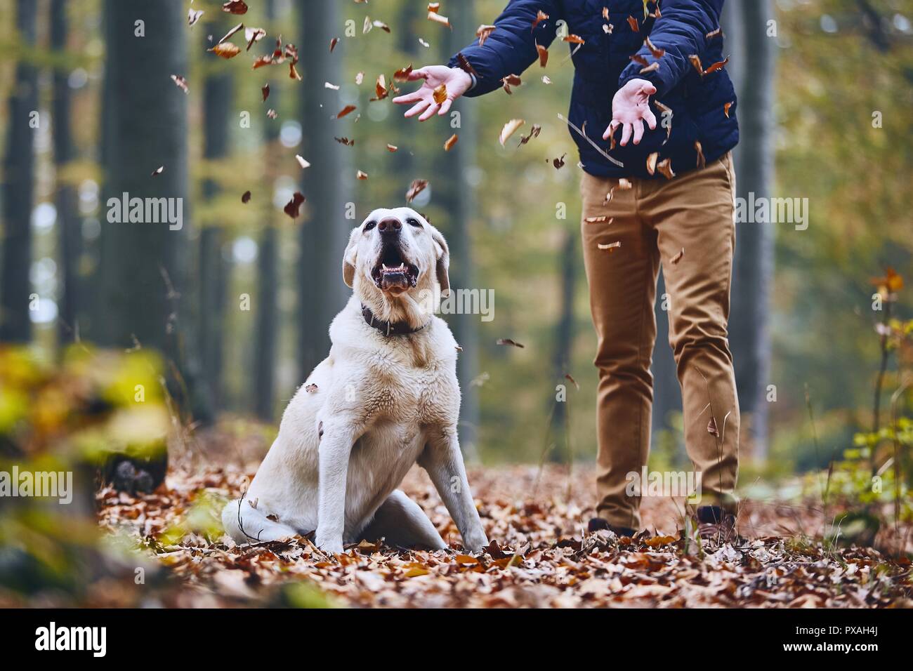 Man with dog in forest. Pet owner of labrador retriever enjoying from autumn. Stock Photo