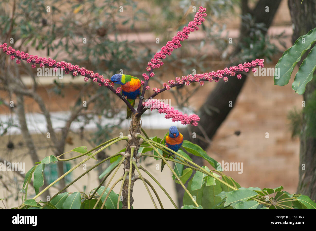 Two lorikeets feeding on a flowering plant early in the morning Stock Photo