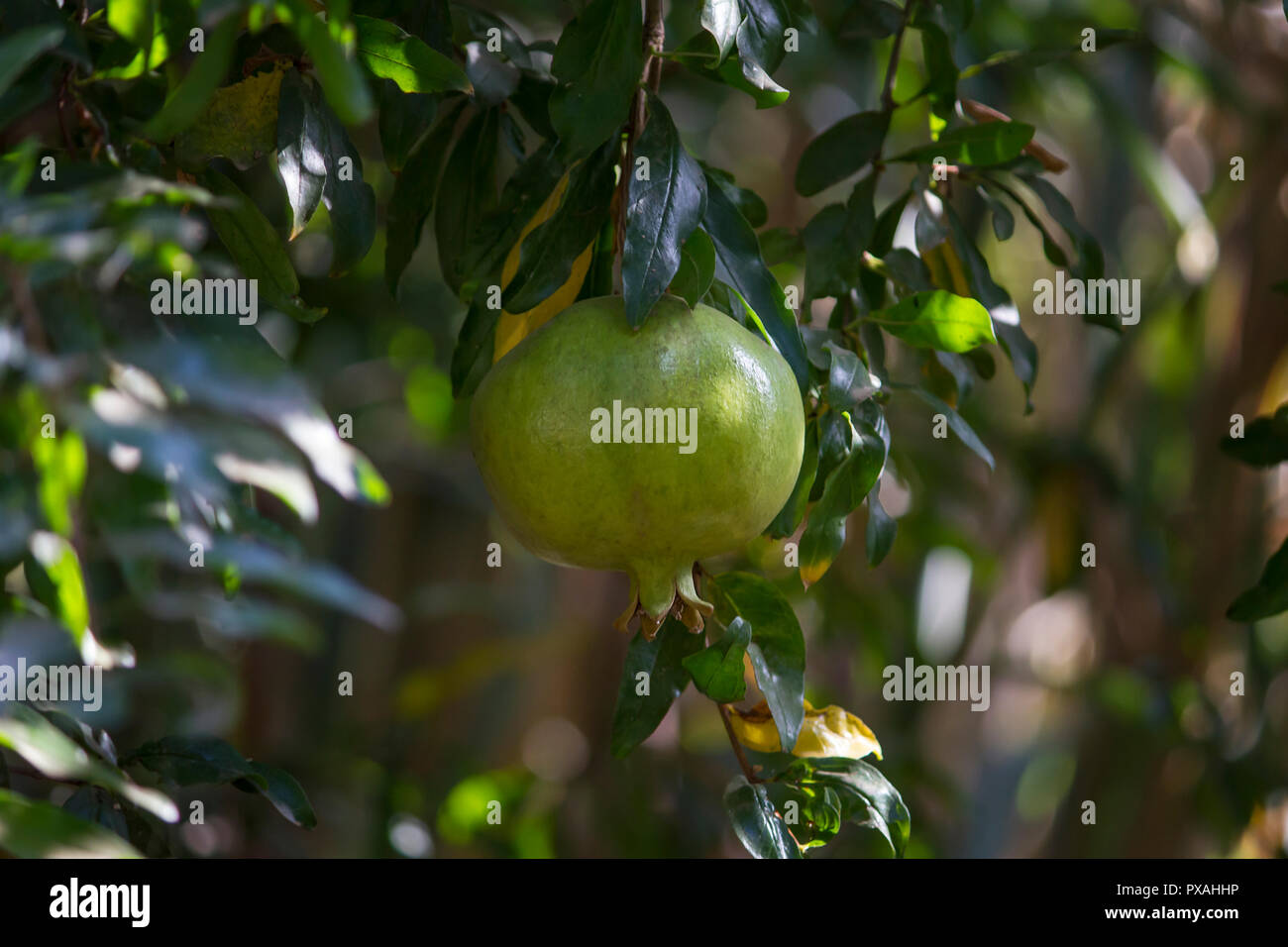 a green pomegranate fruit growing on its tree among green branches Stock Photo