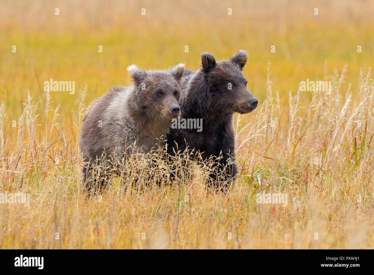Two brown bear cubs hi-res stock photography and images - Alamy