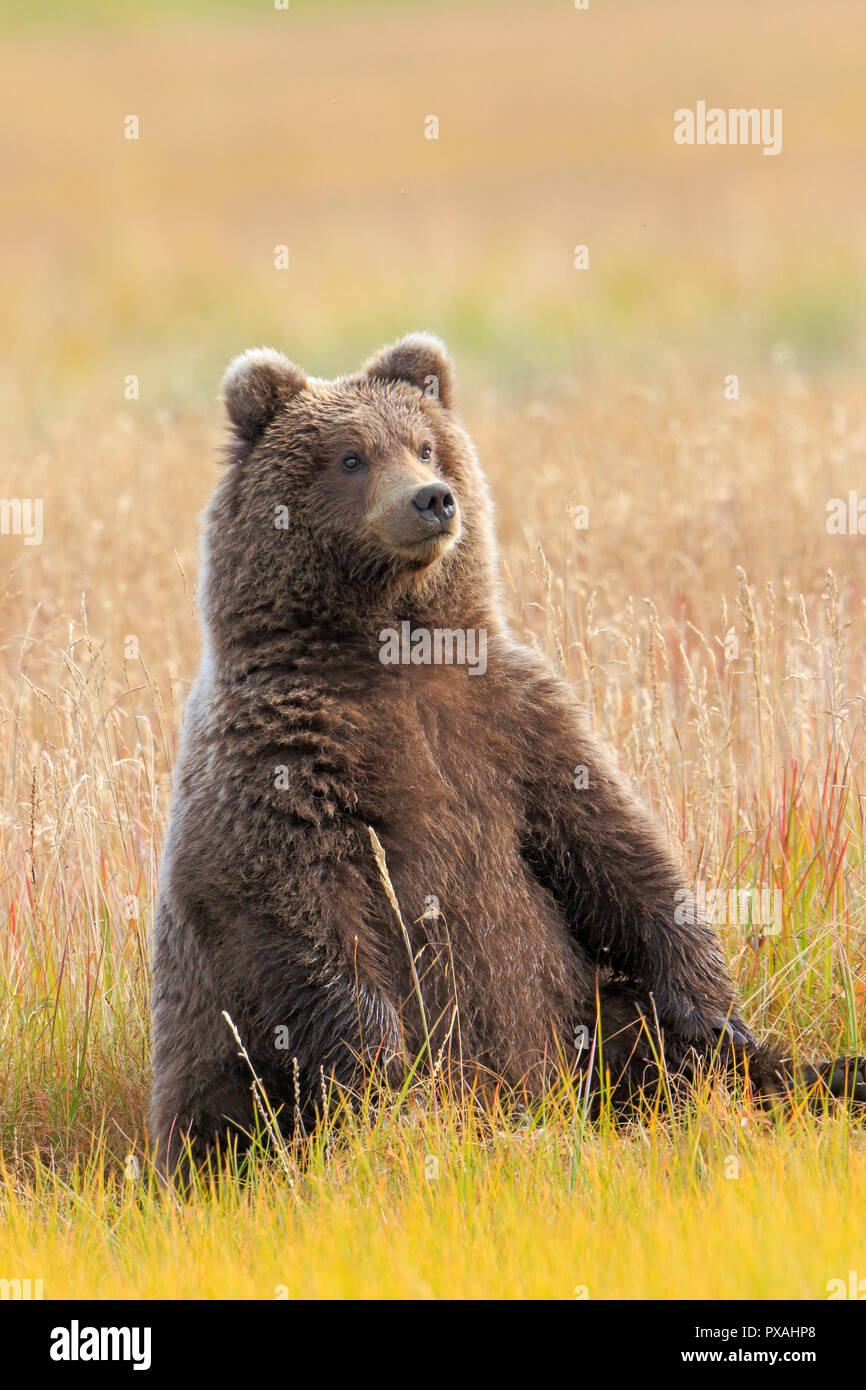 Brown Bear Cub Sitting Down At Silver Salmon Lodge Lark Clark National Park Alaska Stock Photo Alamy