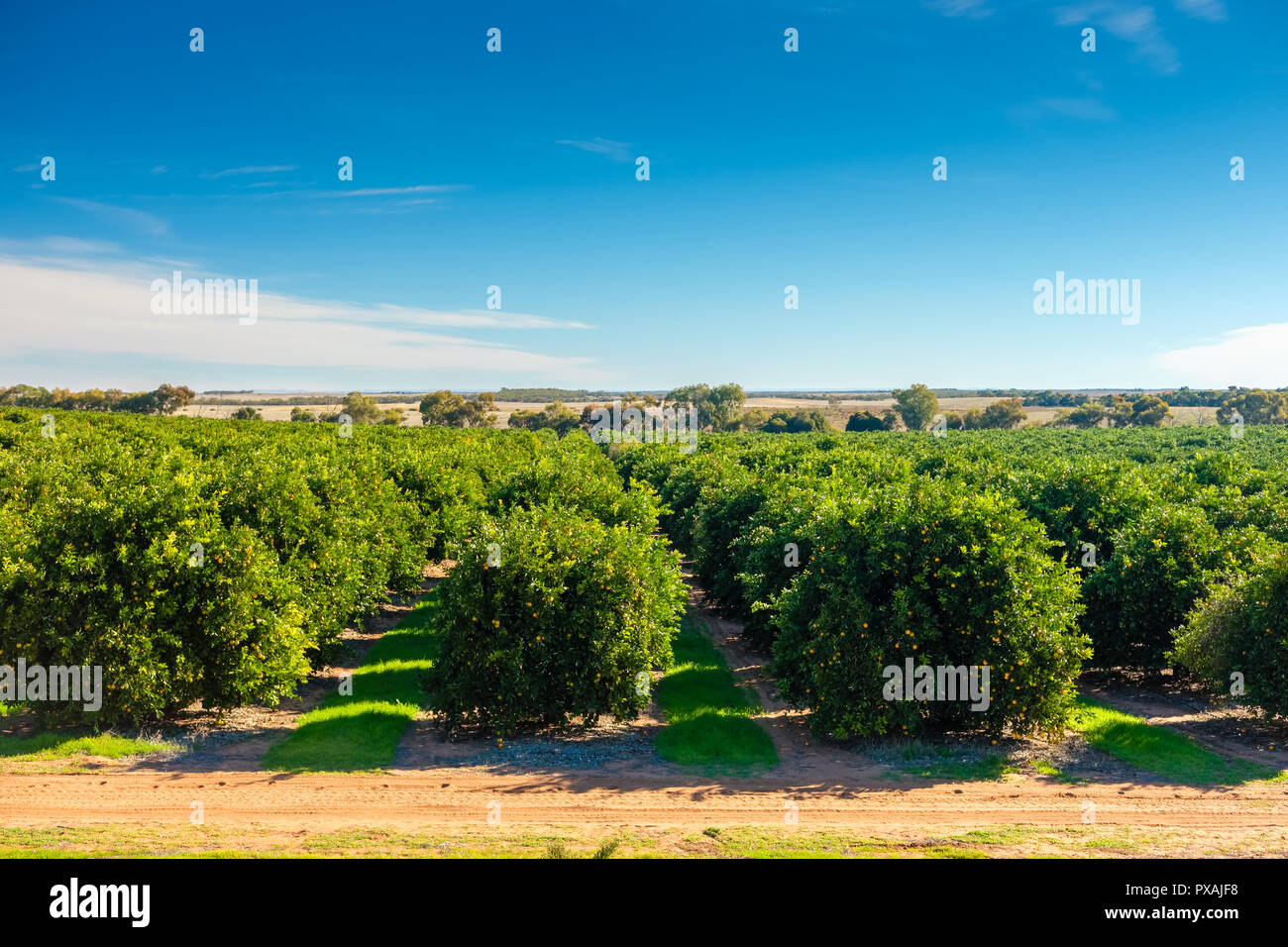 Riverland citrus orchard , South Australia Stock Photo Alamy