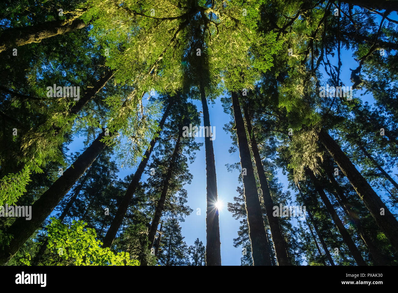 Looking up to towering trees with sun shining through the foliage, Olympic National Forest, Olympic Peninsula, Washington state, USA. Stock Photo